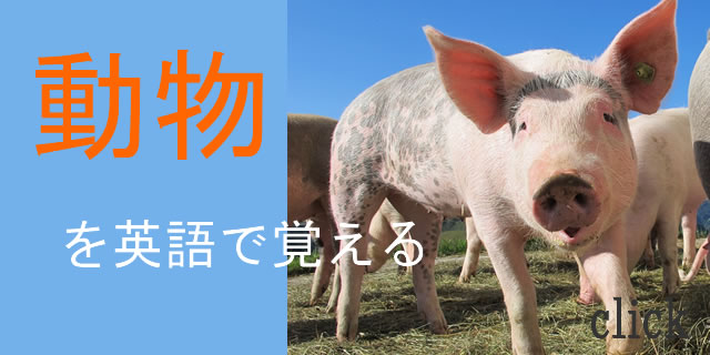 動物を英語で覚える