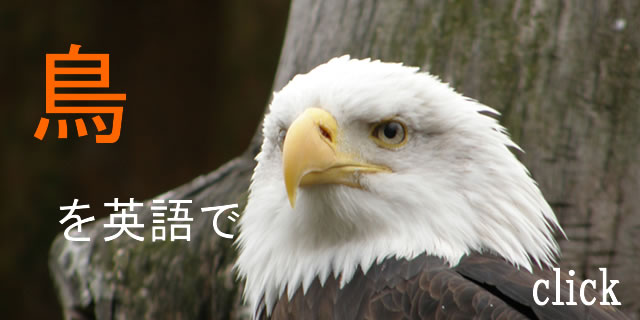 鳥英語