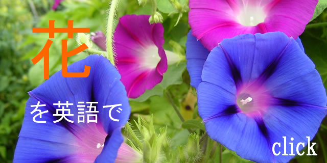花英語