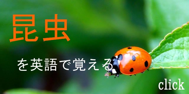 昆虫を英語で覚える