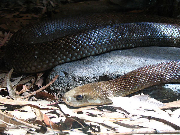 世界の、オーストラリアの危険な蛇　Coastal Taipan