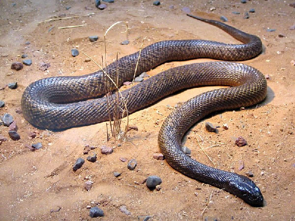 世界の、オーストラリアの危険な蛇　Inland Taipan