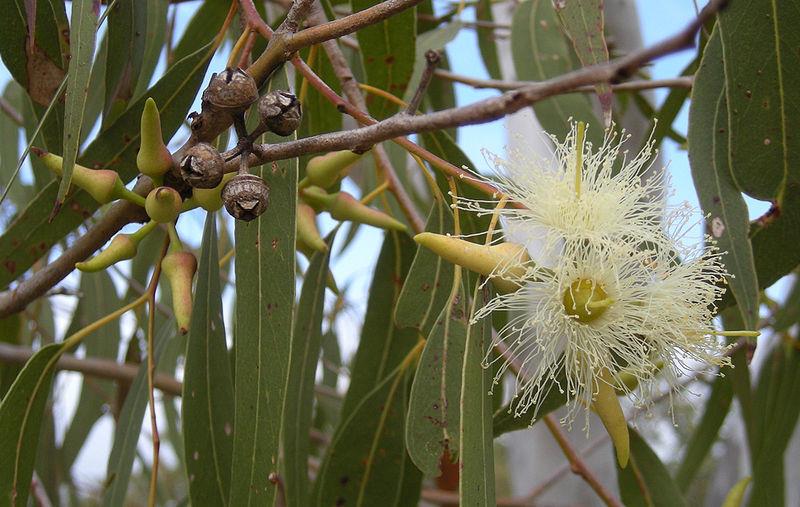 オーストラリアのユニークな植物　ユーカリ