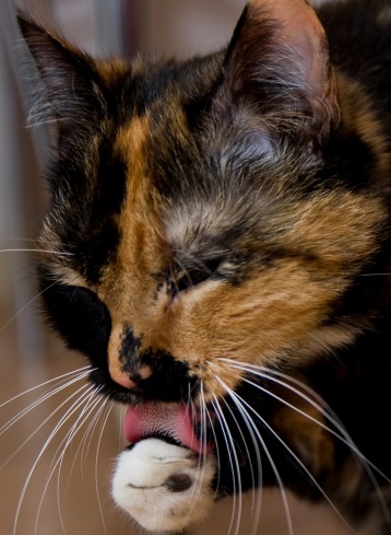 ドイツで大人気のお菓子は「猫の舌」!?