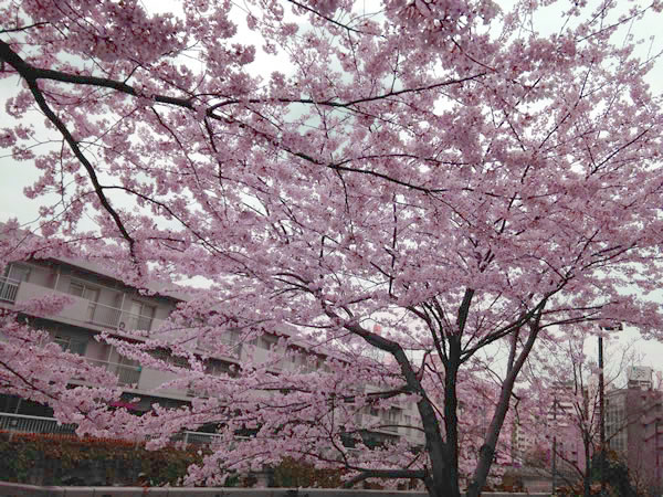 オフィスの近くで撮影した桜です♪