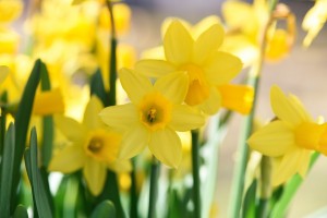 daffodils_flower