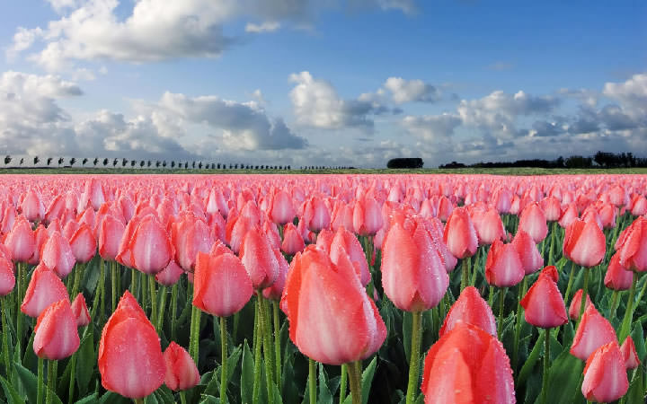 フランスの花言葉まとめ　Tulipe(チューリップ)